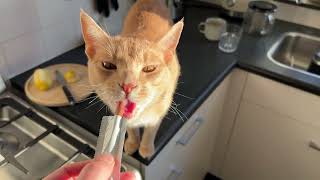 Only a snack will satisfy the meow by Archie The Cat & Friends 20,033 views 5 months ago 45 seconds