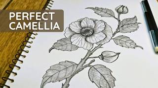 Realistic Camellia Drawing: Step-by-Step Botanical Art Tutorial