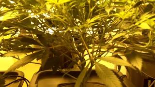 2nd Flower