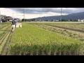 2015 開成町金井島 稲刈り風景
