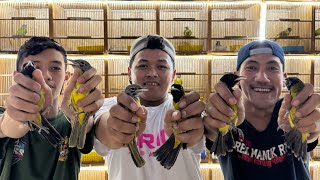 UPDATE HARGA BURUNG SAMYONG 2026 !!! BURUNG 1001 SUARA SAMYONG SUARA MERDU screenshot 1