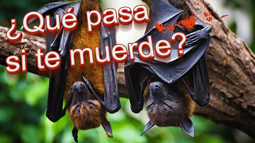 ¿Qué pasa si un murciélago te toca la cara?