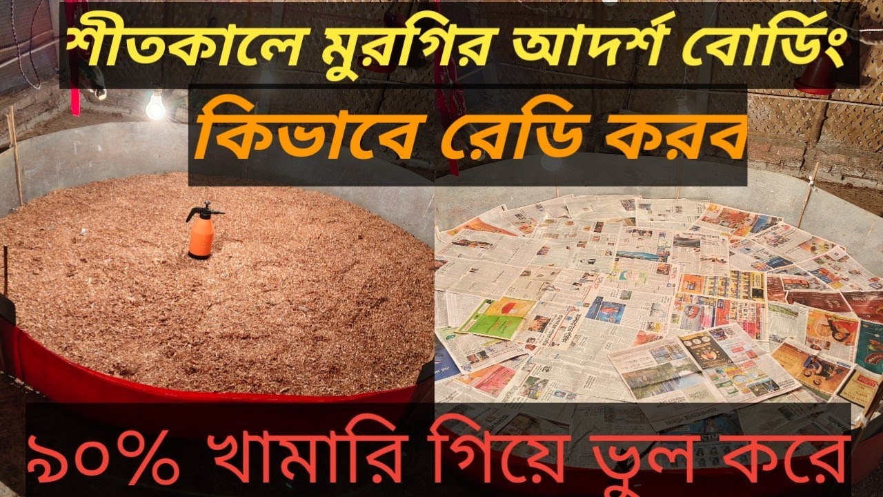 বাচ্চা খামারে আনার আগে যে কাজগুলো করতে হবে।। মুরগির বাচ্চা বোর্ডিং ভিডিও।