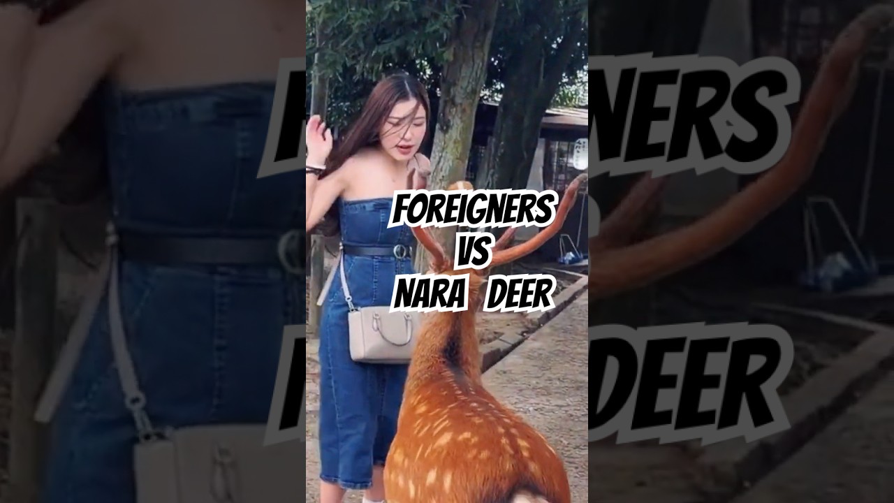 Насилие иностранцев против оленей Нара!