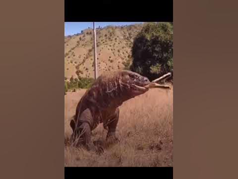 Komodo dragon swallows deer in one bite, internet shocked….. - YouTube