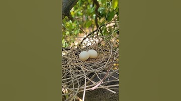 I see all these eggs 🥚 on the orange trees 🌳. #reels #music #relaxingmusic #relaxing #love #medit
