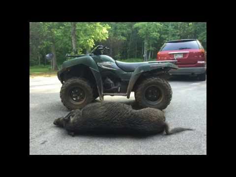 Giant Hog Killed Under Moultrie Hog Light 2016 Youtube