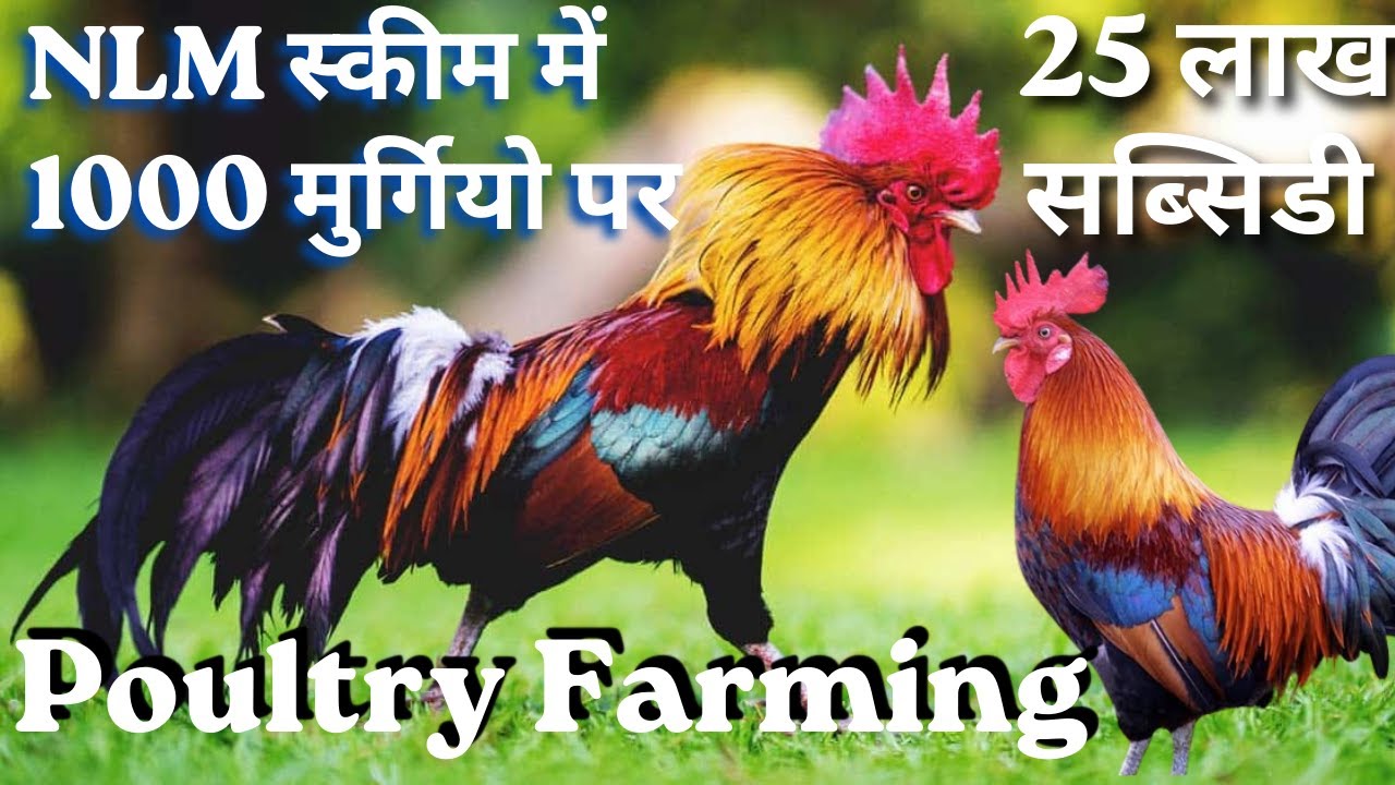 poultry-farming-25-new-technology-layer-poultry-farm