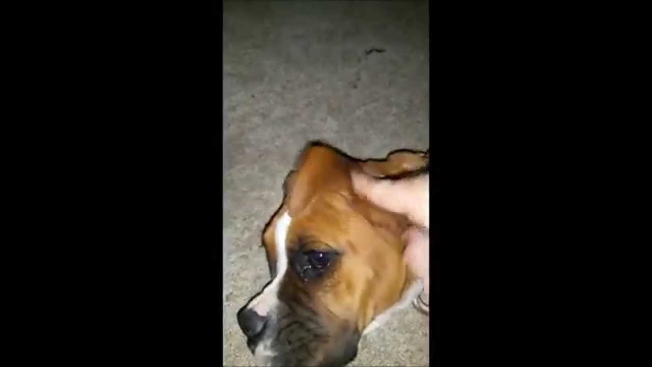 USING EAR WASH ON MY BOXER PUPPY (GRAPHIC SOUND) YouTube