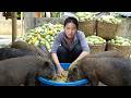 Harvesting GIANT Melon garden on the Hillside to Sell & Taking care of Piglets with Single mom