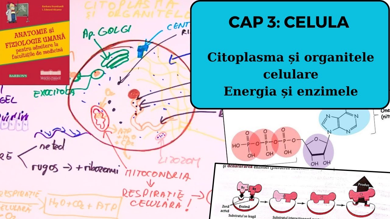 ADMITERE MEDICINA BARRON'S: CELULA 2/4: Citoplasma și organitele celulare, energia