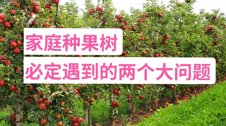 老何为什么很少种果树？有我不能承受之痛！家庭种果树必定遇到的两大问题！(园艺篇253) - 天天要闻