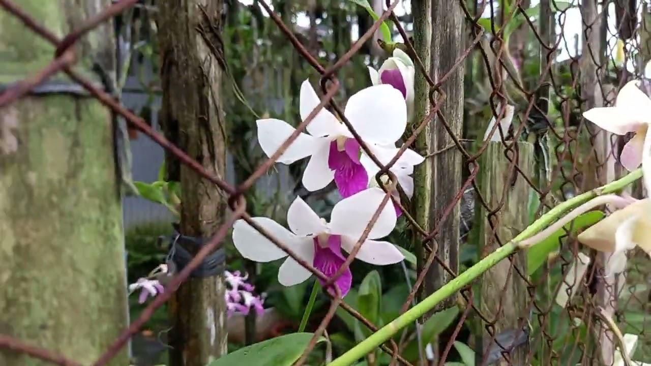 Pemanfaatan pekarangan dgn tanaman horti, buah dan florikultur yg cukup bagus #GEMARSIPANGAN