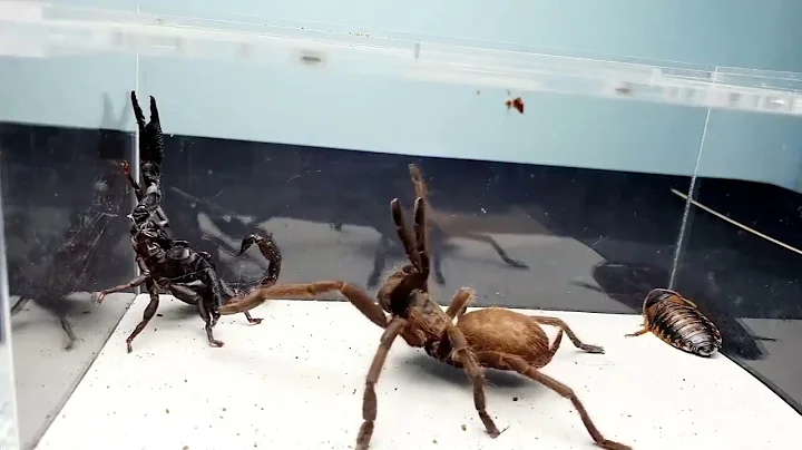 SCORPION vs TARANTULA SPIDER FIGHTING FOR PREY, wh...