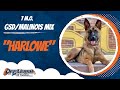 GSD/Malinois Mix 🐶🦮Off leash Dog Training / Obedience Training 🦮🐶