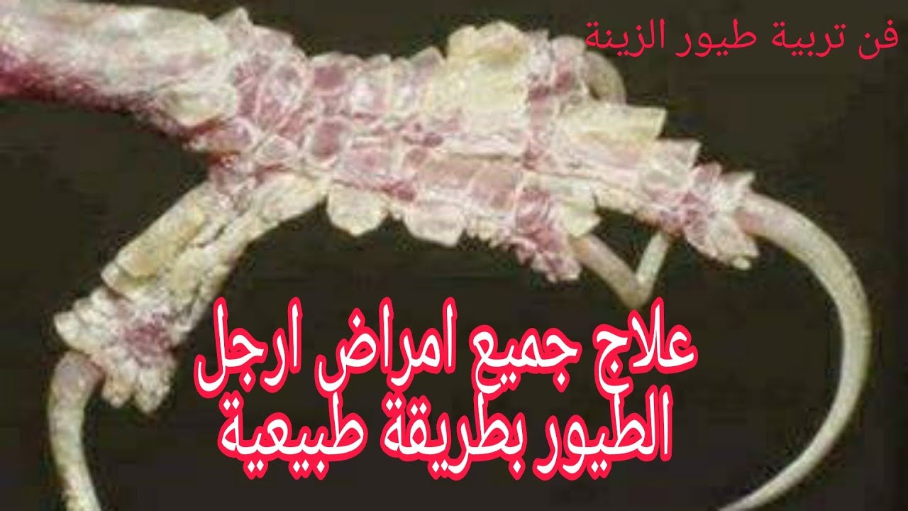 علاج أمرض الارجل عند طيور الكناري والحسون والبادجي