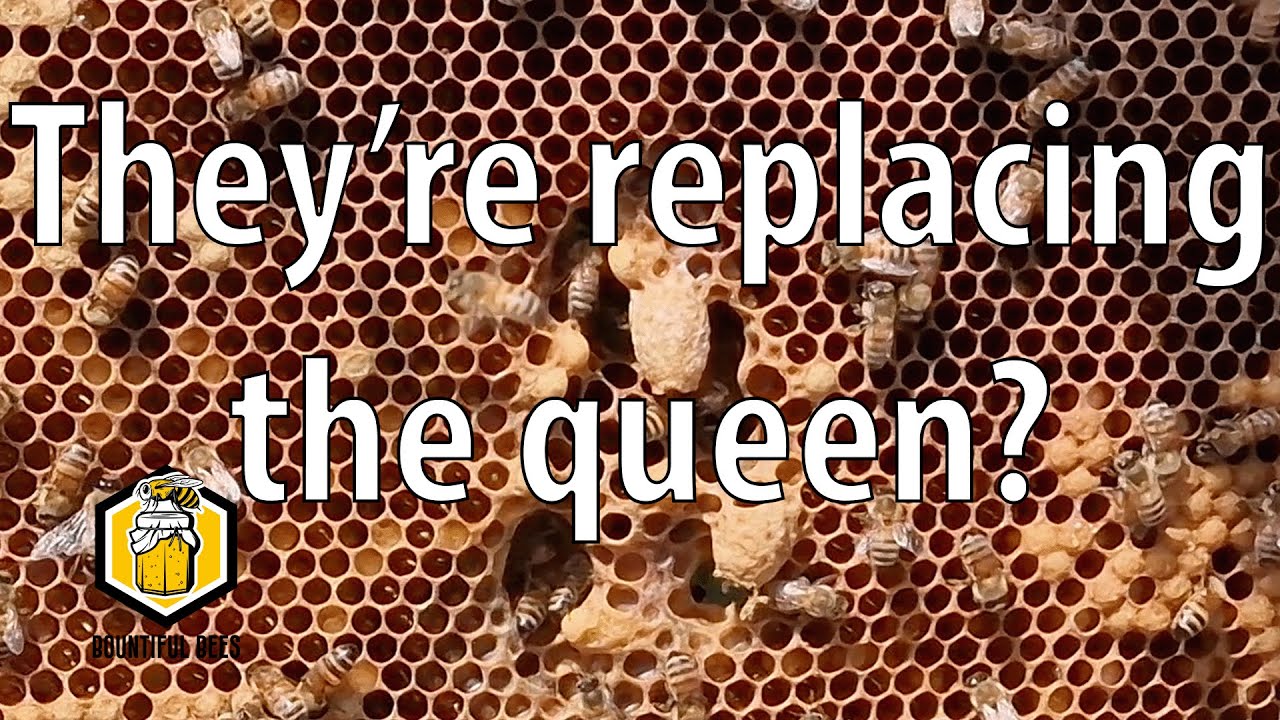 They're replacing the queen? - S01E03 - My First Year as a Beekeeper ...