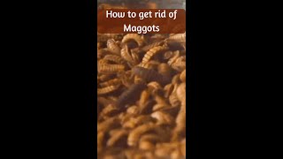 How to get rid of Maggots