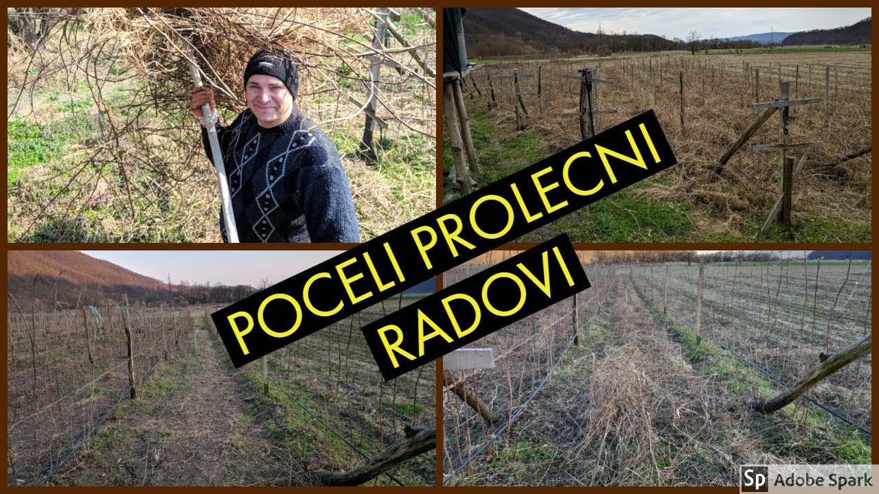 Prolecni Radovi U Malini 2019 Vezivanje Secenje Zatezanje