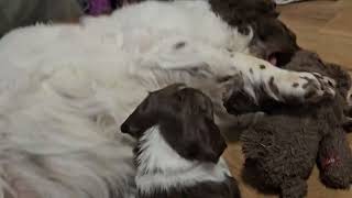 Monty English Springer Spaniel Puppy's by Wixy Belle 298 views 11 days ago 2 minutes, 22 seconds