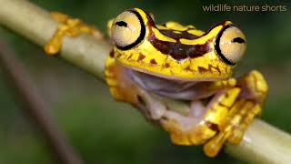 10 Most Beautiful Frogs on Planet Earth