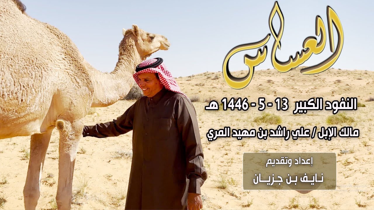 العساس | النفود الكبير | مالك الإبل / علي راشد بن مهيد المري (13-5-1446هـ)