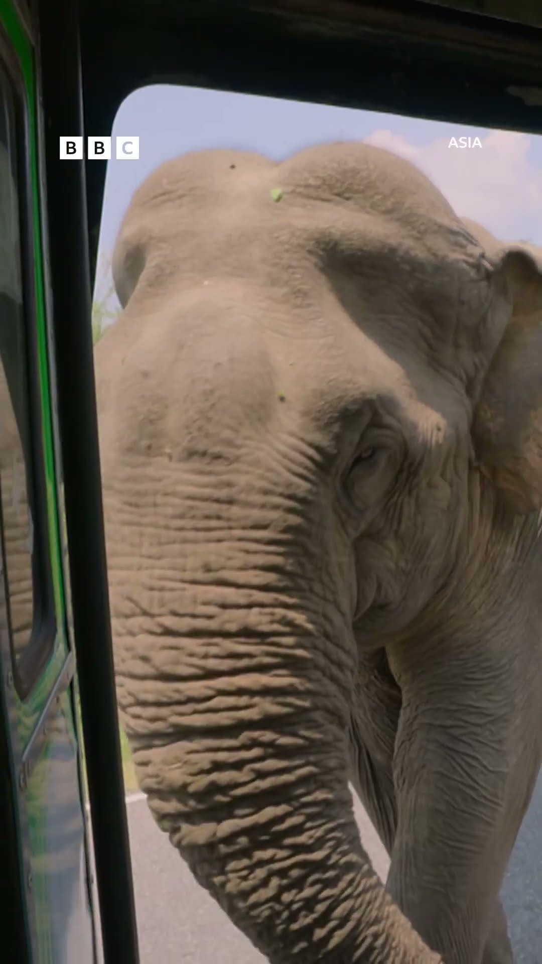 Elephant makes the most of all the available snacks - BBC