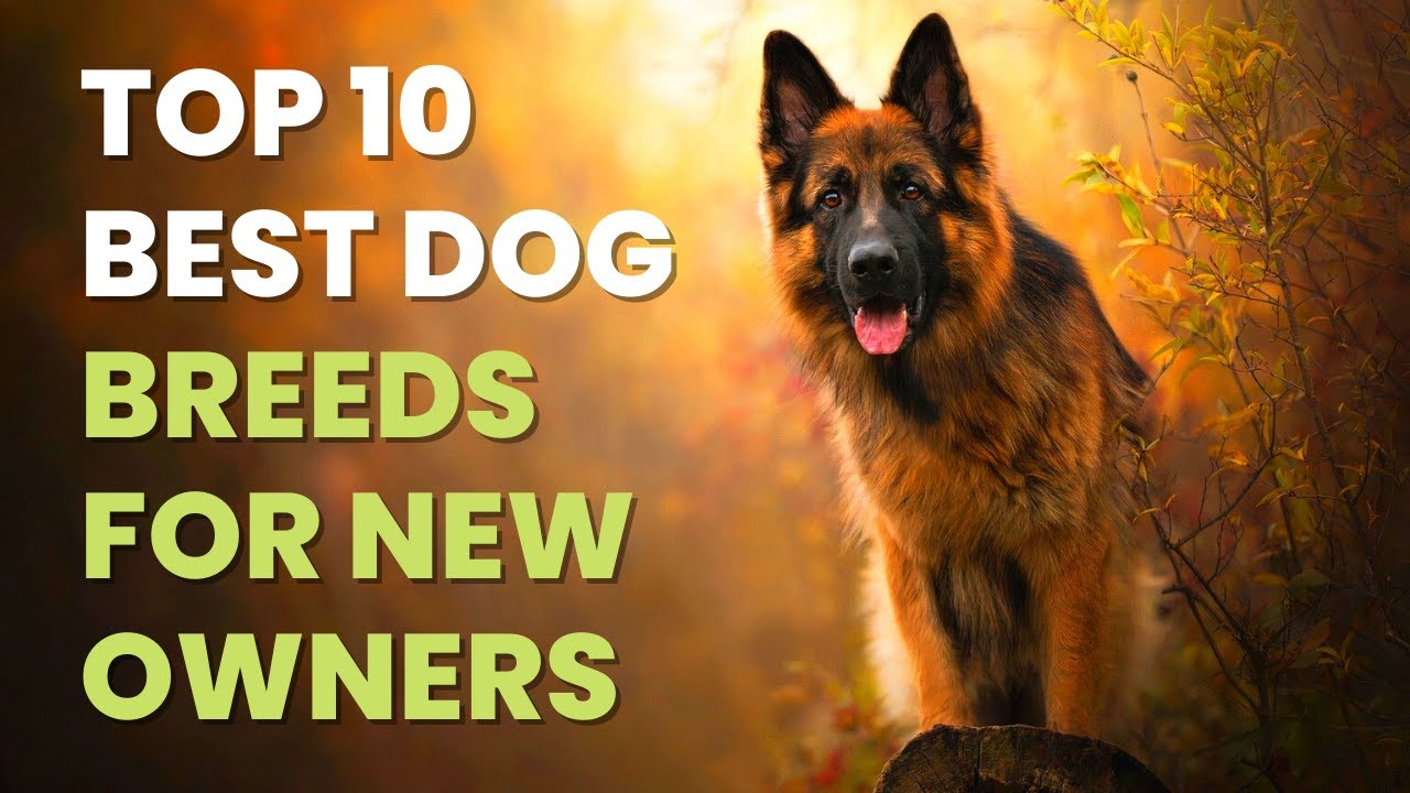 Top 10 Best Dog Breeds for New Owners YouTube