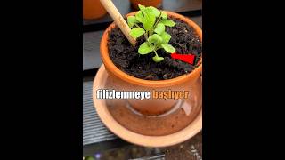 The Incredible Pencil That Grows Into a Plant! ✏️🪴