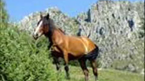 Quali colori danno fastidio ai cavalli?