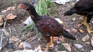 WP 20140504 006