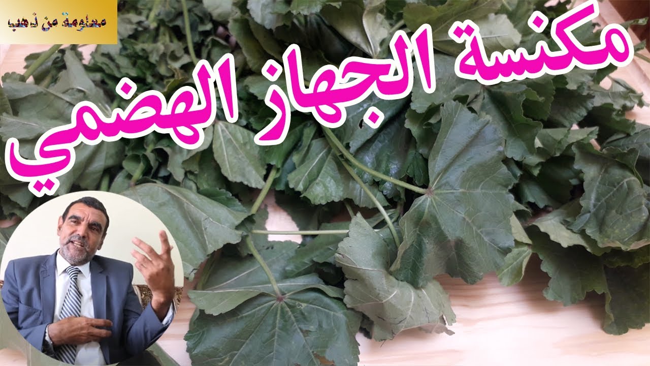 الدكتور محمد الفايد| نظف الجهاز الهضمي و البولي ب بقلة الخبيزة  العجيبة