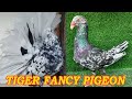 Gorgeous  colorful fancy pigeon fair  33