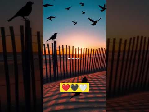 Sudha Bhaisyan Garhwali Song Status Credit Uk09aditz Viral Garhwali Shorts