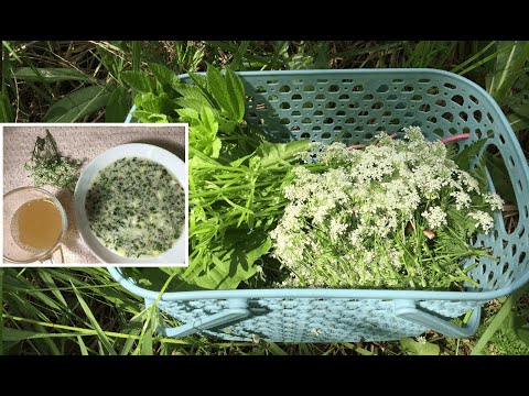 Квас из дикоросов