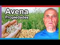 AVENA 🌾 Propiedades, Beneficios y Cómo Consumirla. 💚