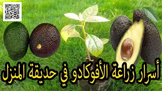 أسرار زراعة الافوكادو من البذور في حديقة المنزل - Secrets of growing avocados from seeds