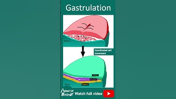 Gastrulation | 1 min dev bio