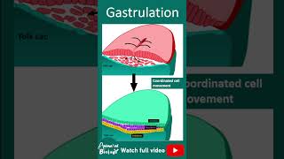 Gastrulation | 1 min dev bio screenshot 2