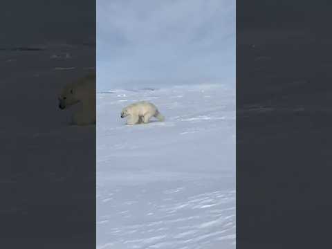 Чукотка.Белый медведь/polar bear