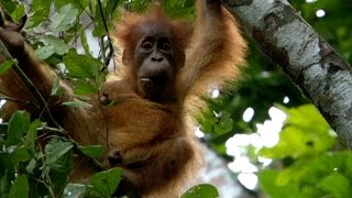 Baby Orangutan has strong bond with mum - Animal Super Parents: Episode 1 Preview - BBC