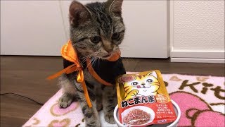 ハロウィン仮装してねこまんまを野獣のように食いつくす子猫