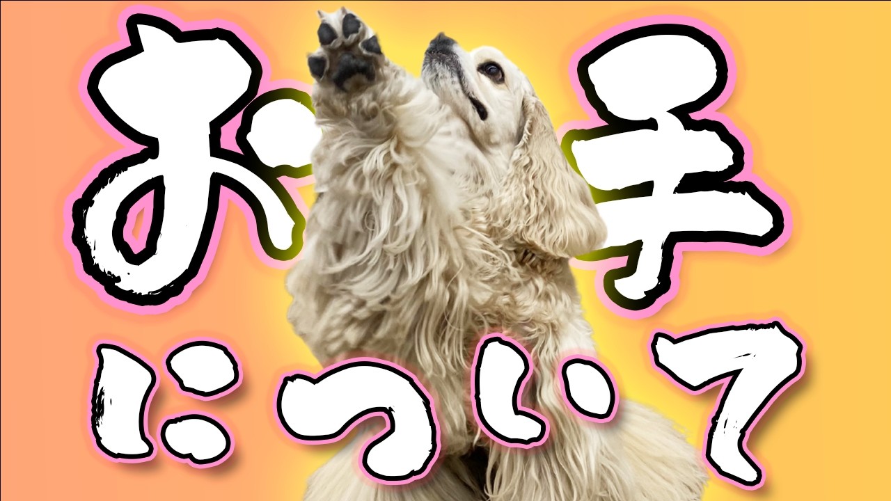 Should I teach my dog ​​to shake hands? How do I teach it? A dog
