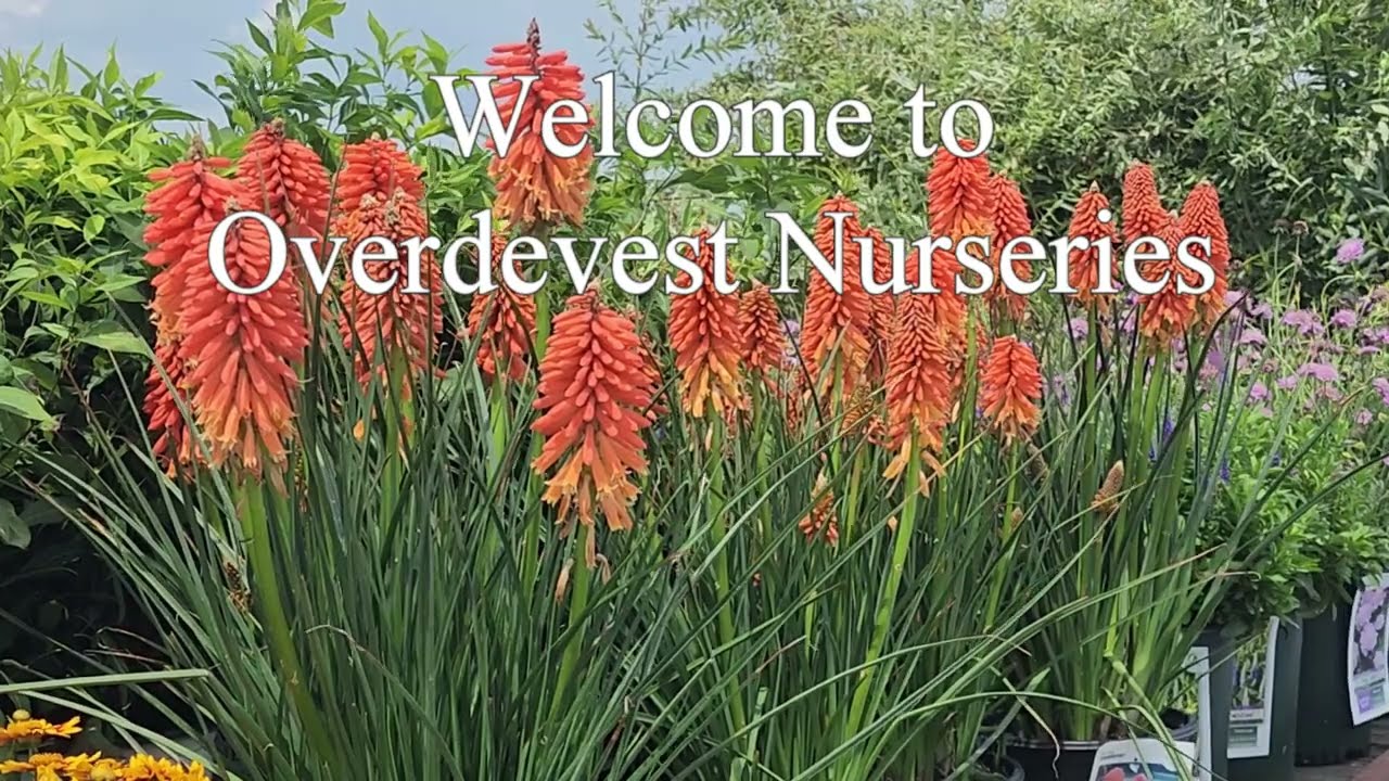 Kniphofia Poco Sunset (Torch Lily) // Spectacular, Compact Perennial With Zesty, Vibrant Color 👍👏😉🦋✅