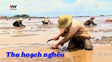 Bắt nghêu Gò Công