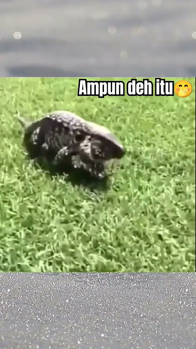 funny video mengagetkan #funnyvideo #funny #lucu #kocak #ngakak #bikinkaget #kaget #asmr #kadal