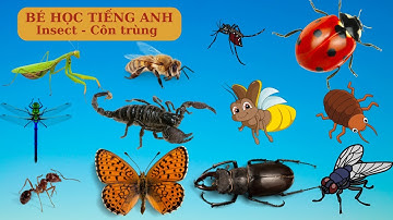 Học tiếng Anh cho bé: Côn trùng | Insects in English | Song ngữ Anh – Việt