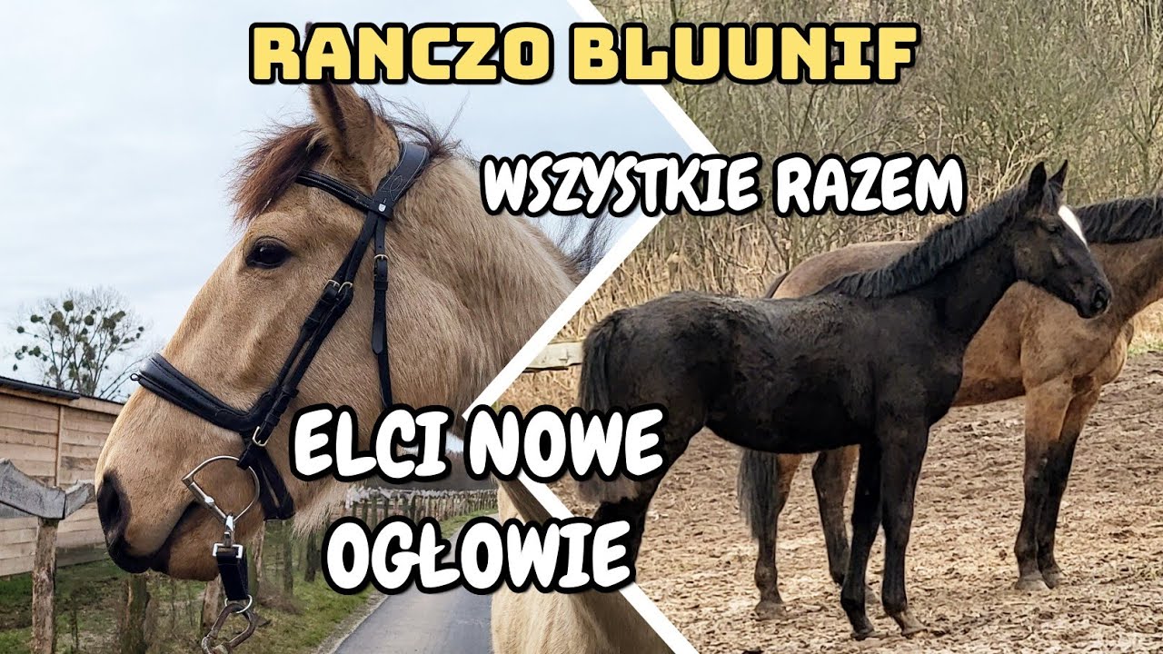 SPACER NA OGŁOWIU / STADO RAZEM