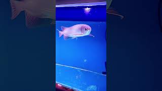 Ikan Arwana Green Pino  Arwana Jambi kurniadi tutorialnfish