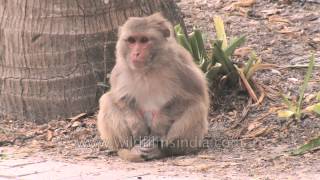 Information Monkey scratching his fur Update